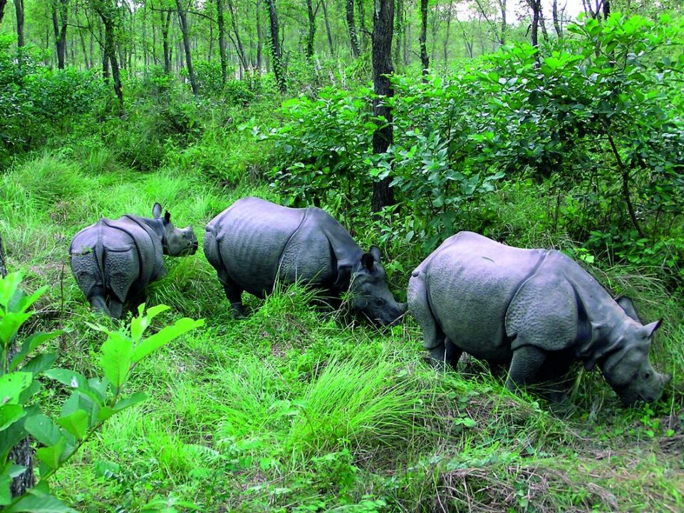 Nashornfamilie im Chitwan NP