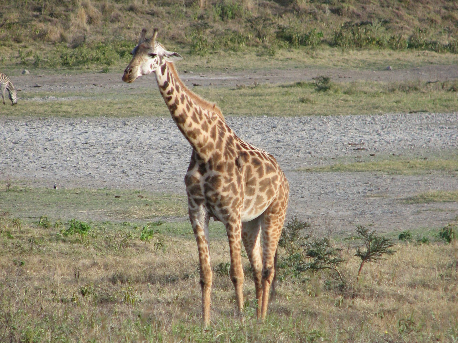 Savannen-Giraffe