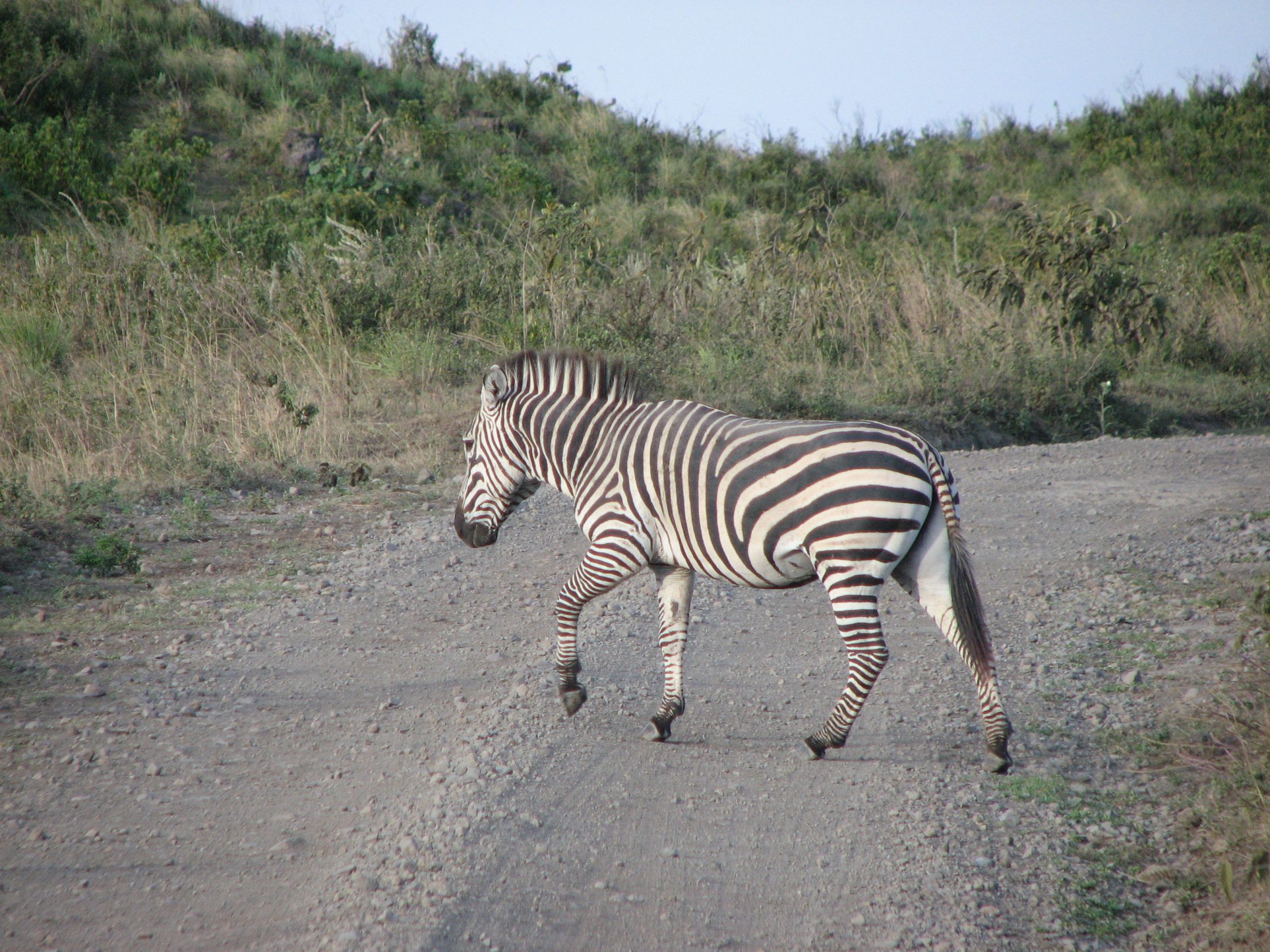 Achtung! Querende Zebras!