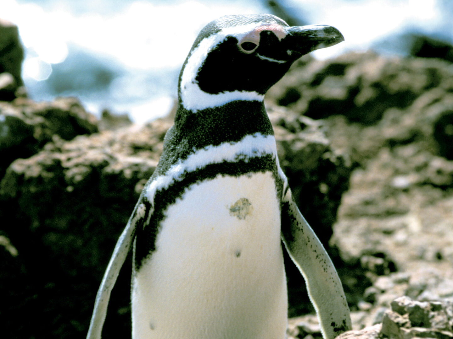 Brillenpinguin