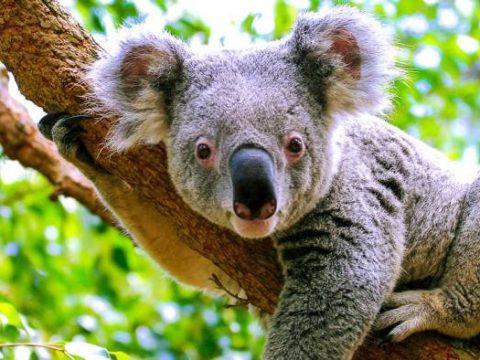 Koala auf einem Ast