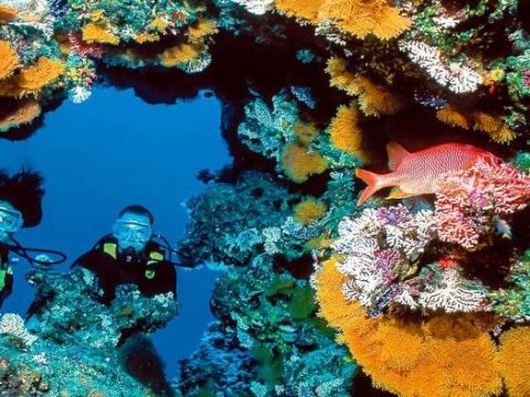 Taucher zwischen Korallenriffs