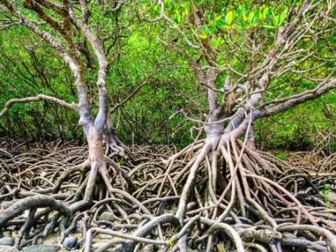 Mangroven am Cape Tribulation