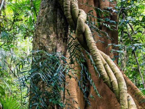 Cathedral Fig Tree Walk