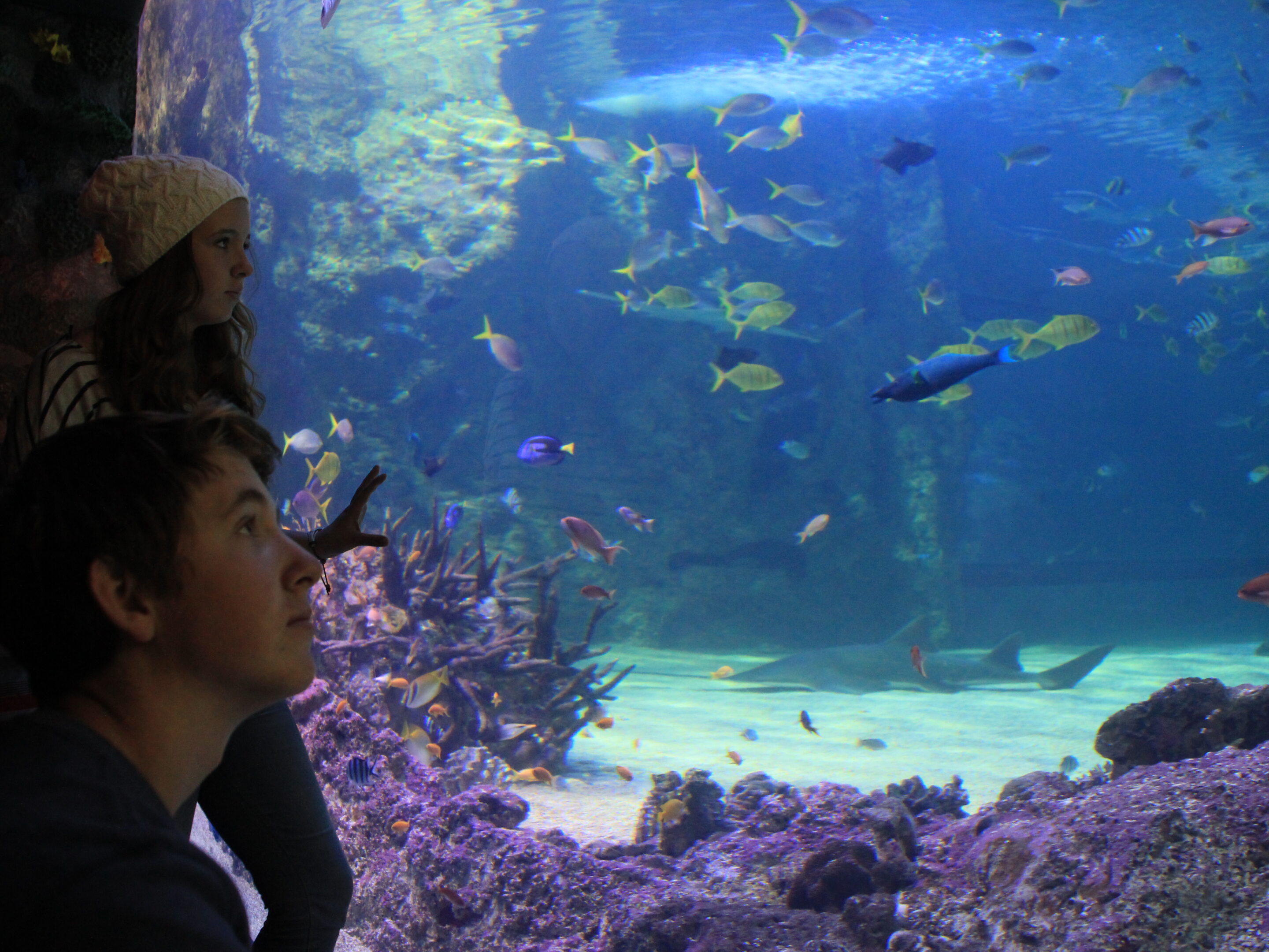 Sydney Aquarium