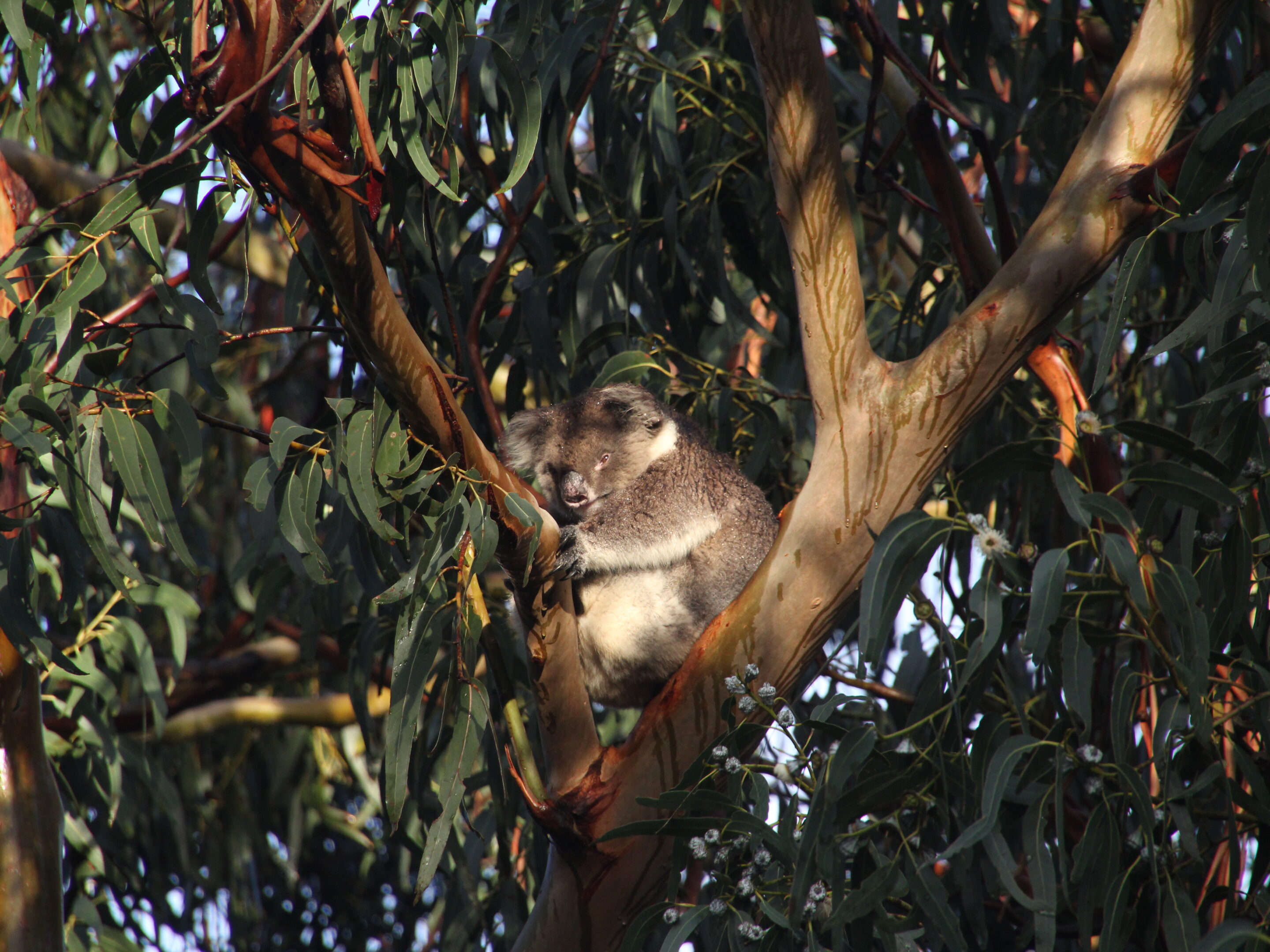 Koala im Eukalyptusbaum