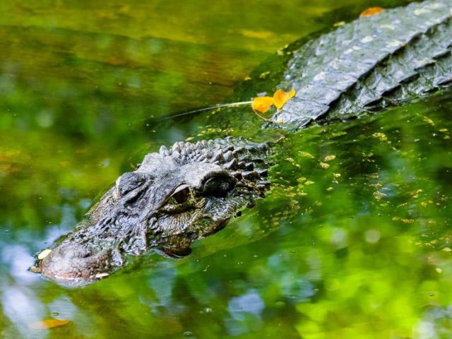 Pantanal: Kaiman