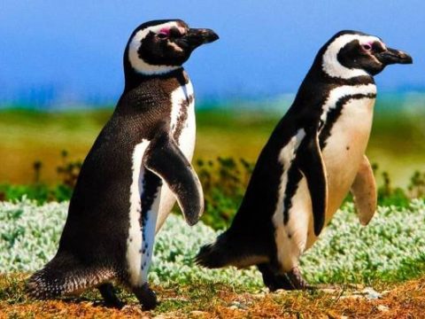 Magellan-Pinguine nahe Punta Arenas