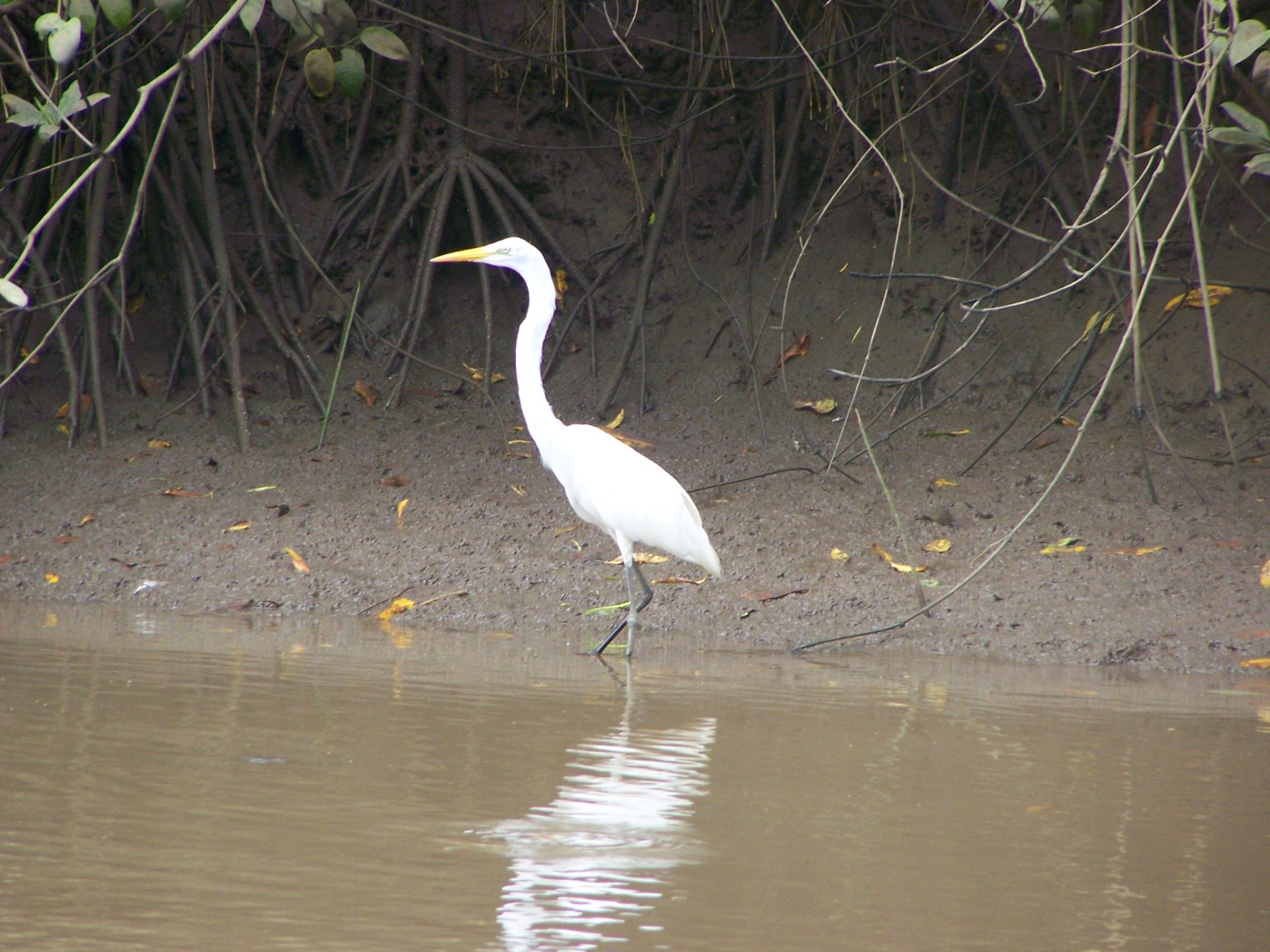 Reiher am Ufer