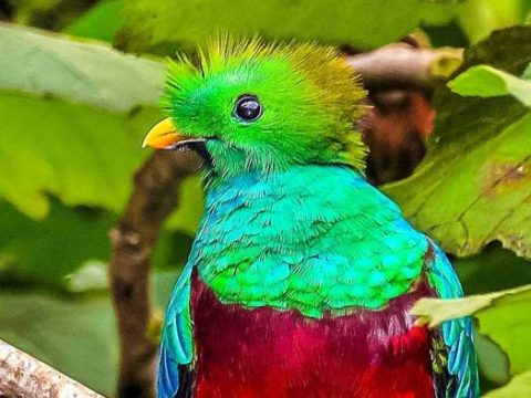 Der heilige Vogel Quetzal