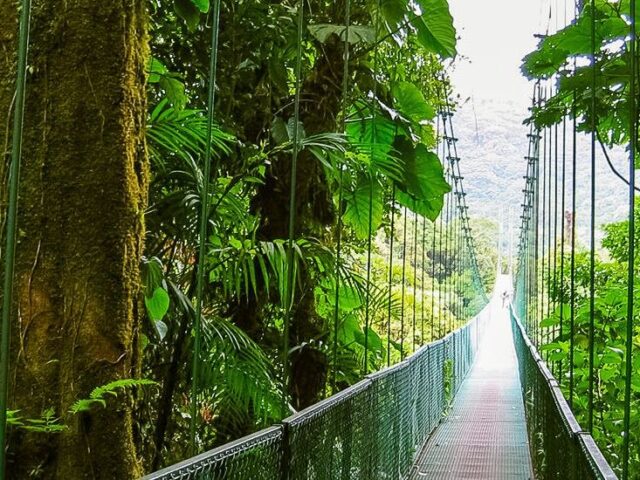Hängebrücke im Naturreservat