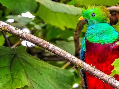 Der heilige Vogel Quetzal