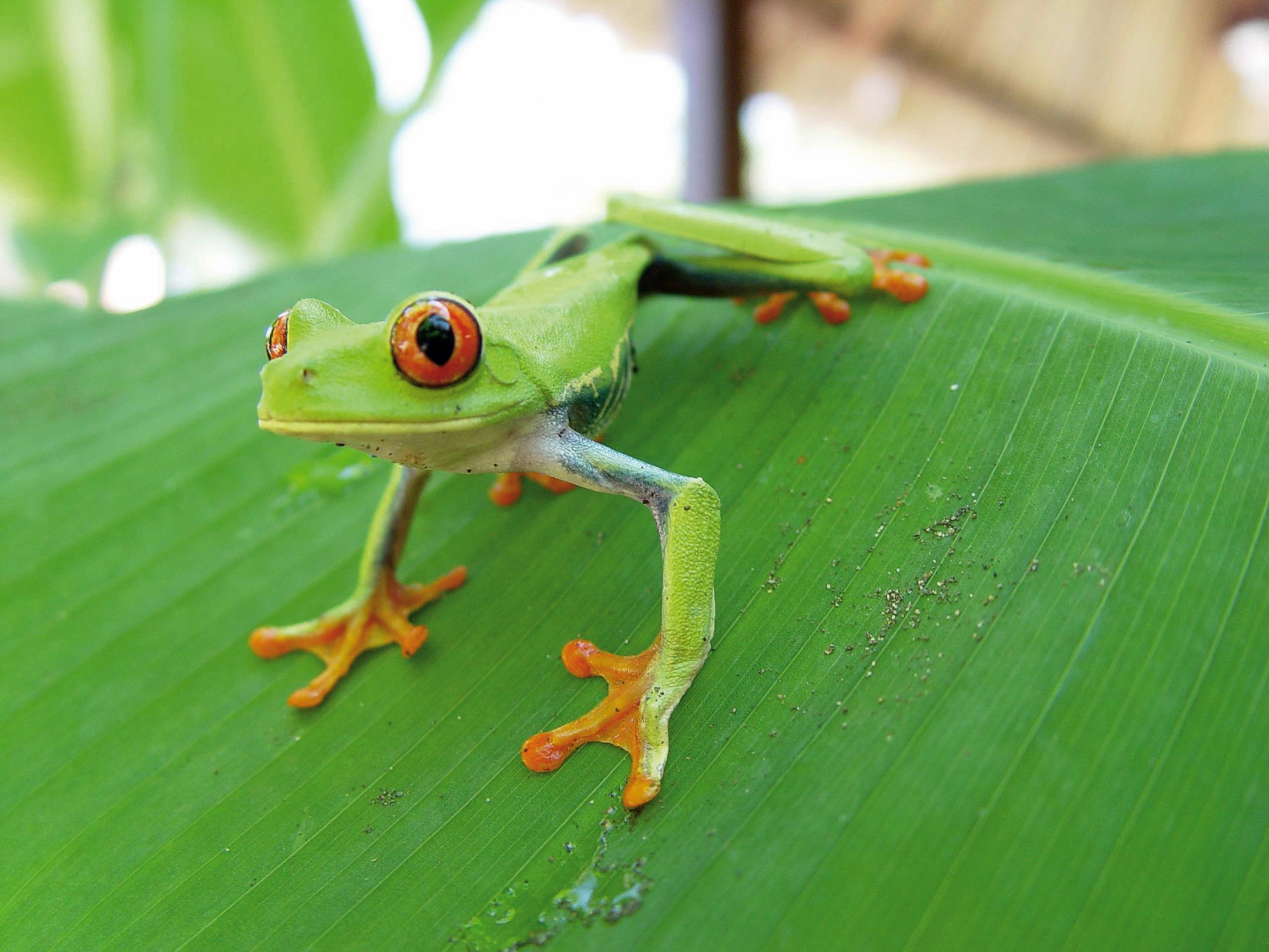 Rotaugenfrosch