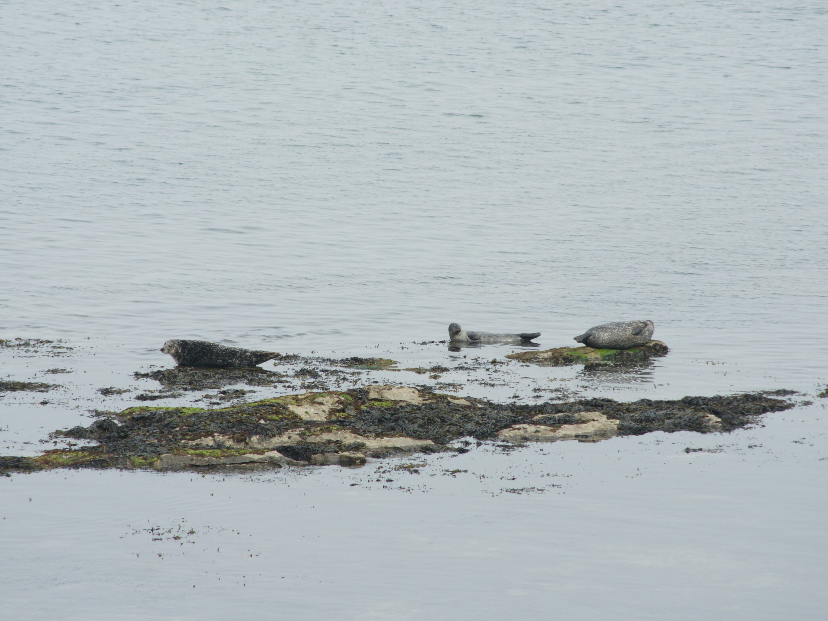 Seehunde auf den Aran Islands