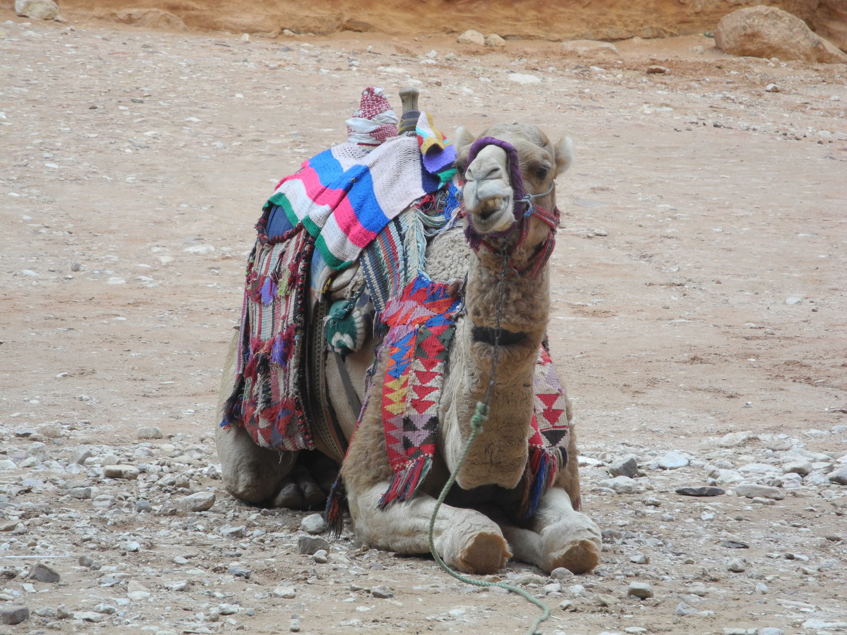 Kameltour in Jordanien