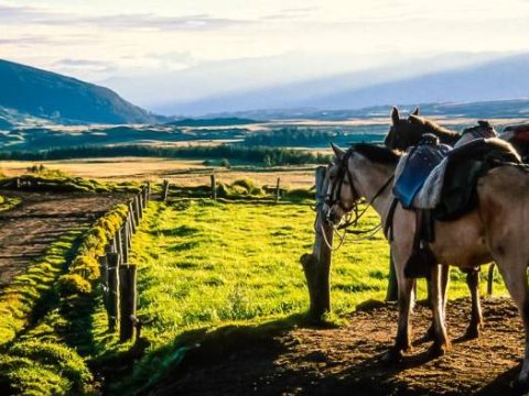 Landschaft am Cotopaxi mit Pferden