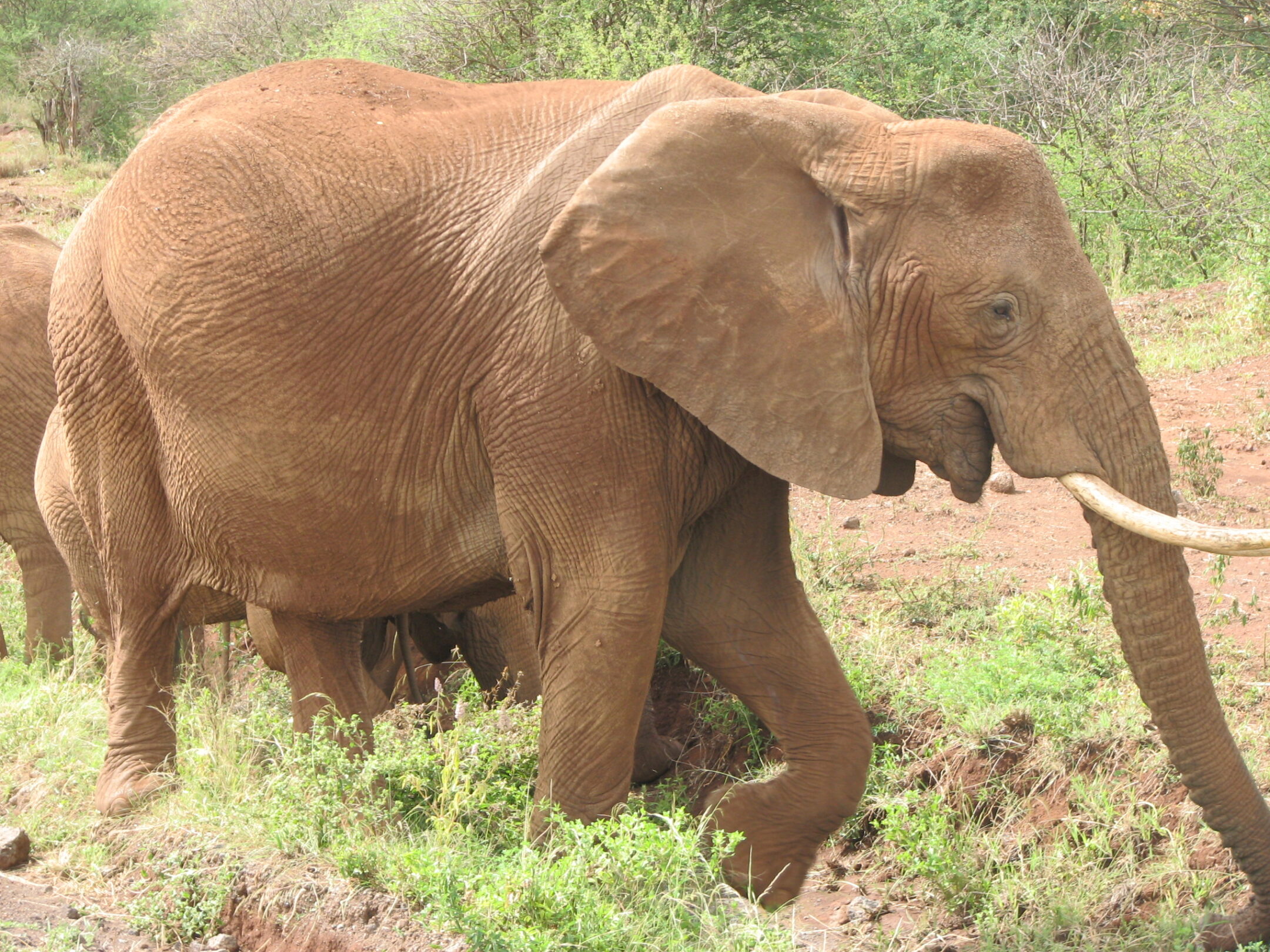 Elefant nah