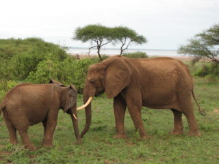 Elefantenmutter mit Kind