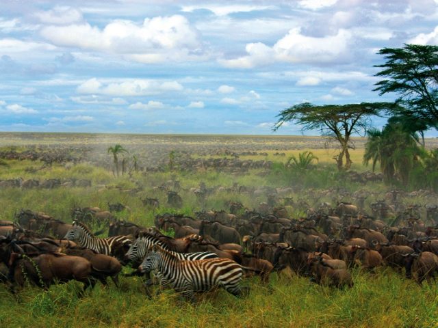 Serengeti - "endlose Weite"