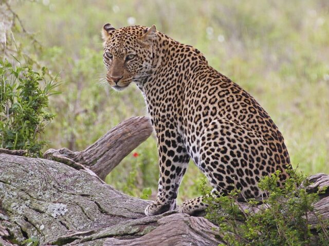 Leopard