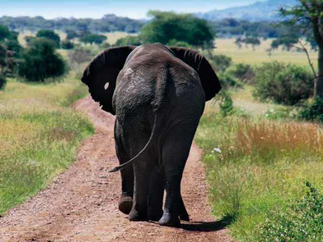 Elefant von hinten