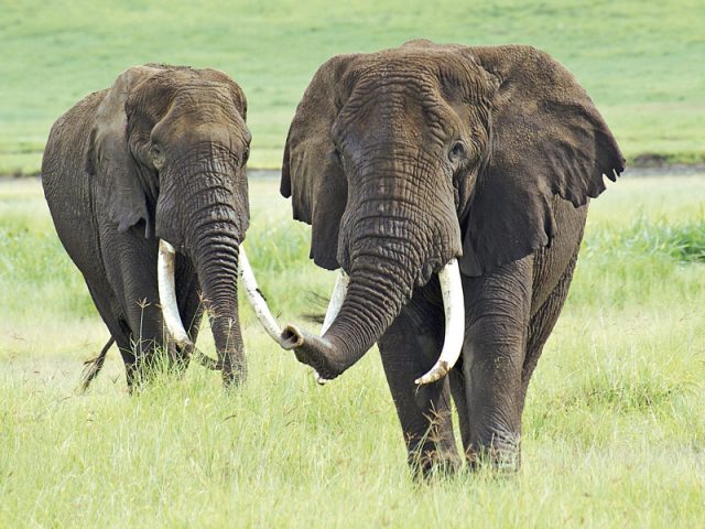 Zwei Elefanten - hautnah