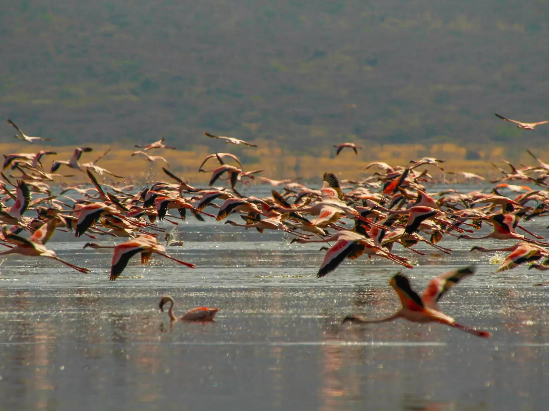 Flamingos am Lake Manyara