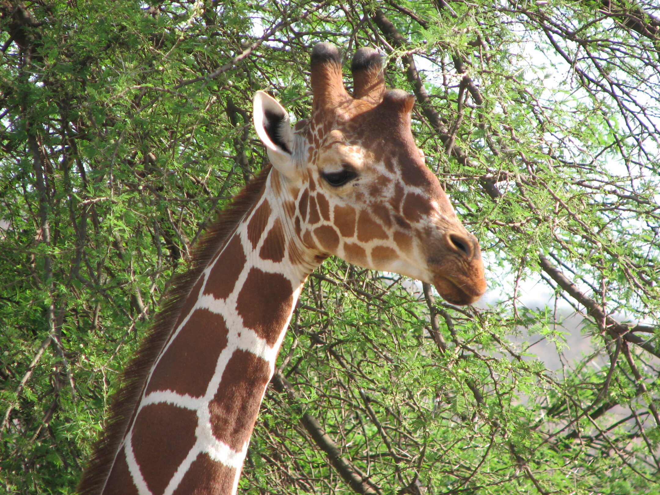 Giraffe
