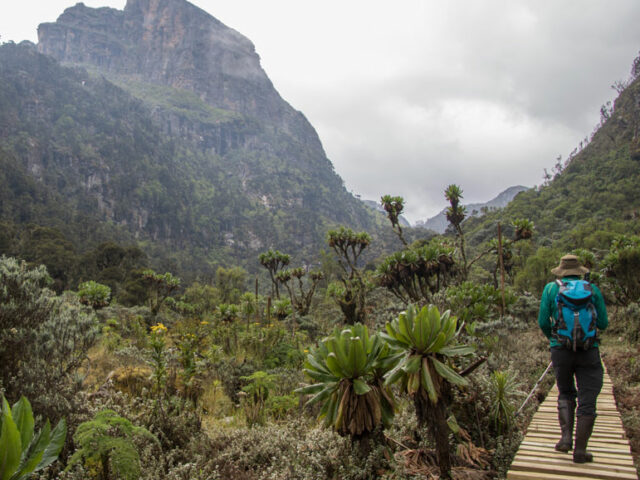 Trekking in den Ruwenzoris