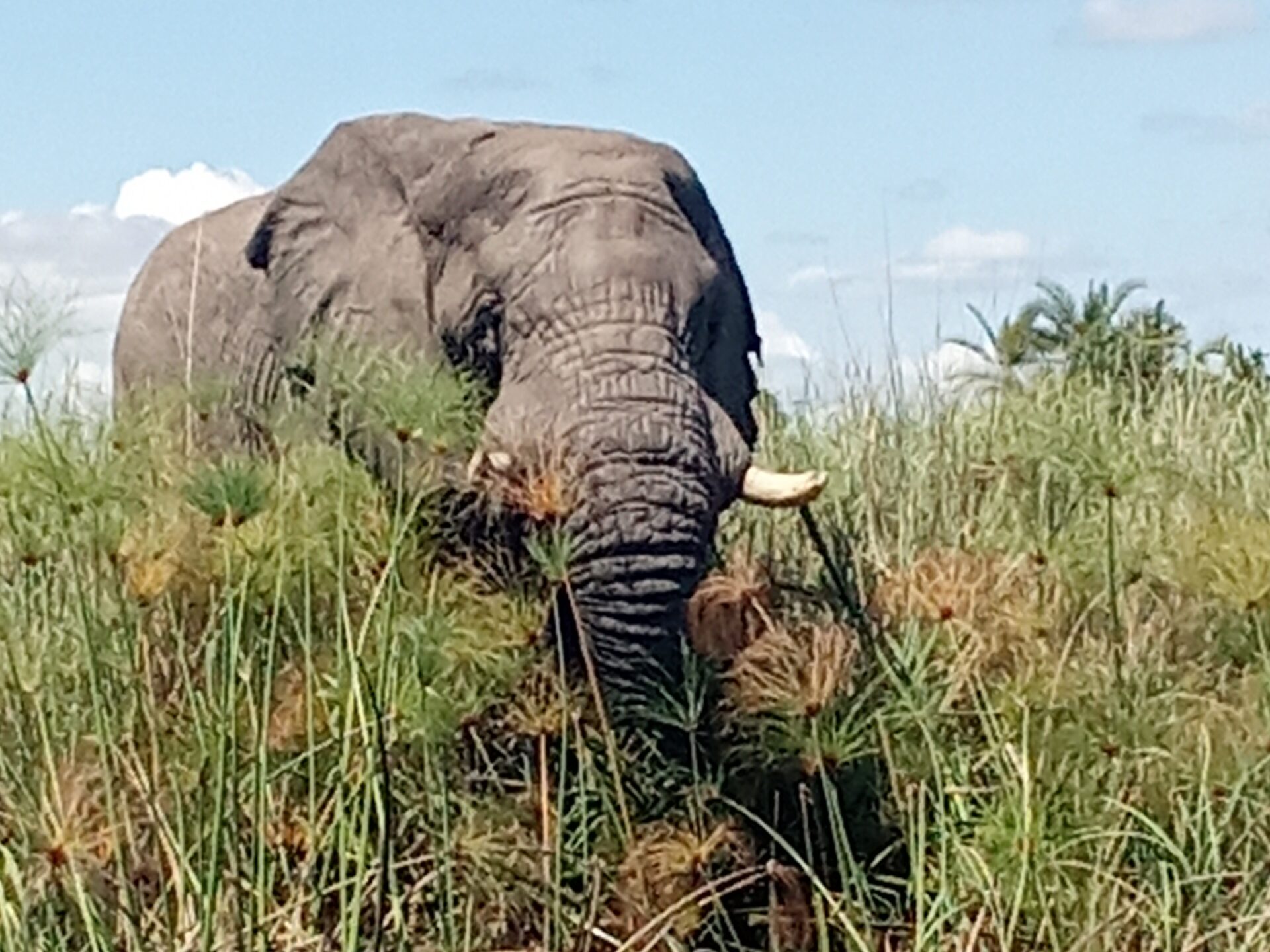Elefant beim Grasen