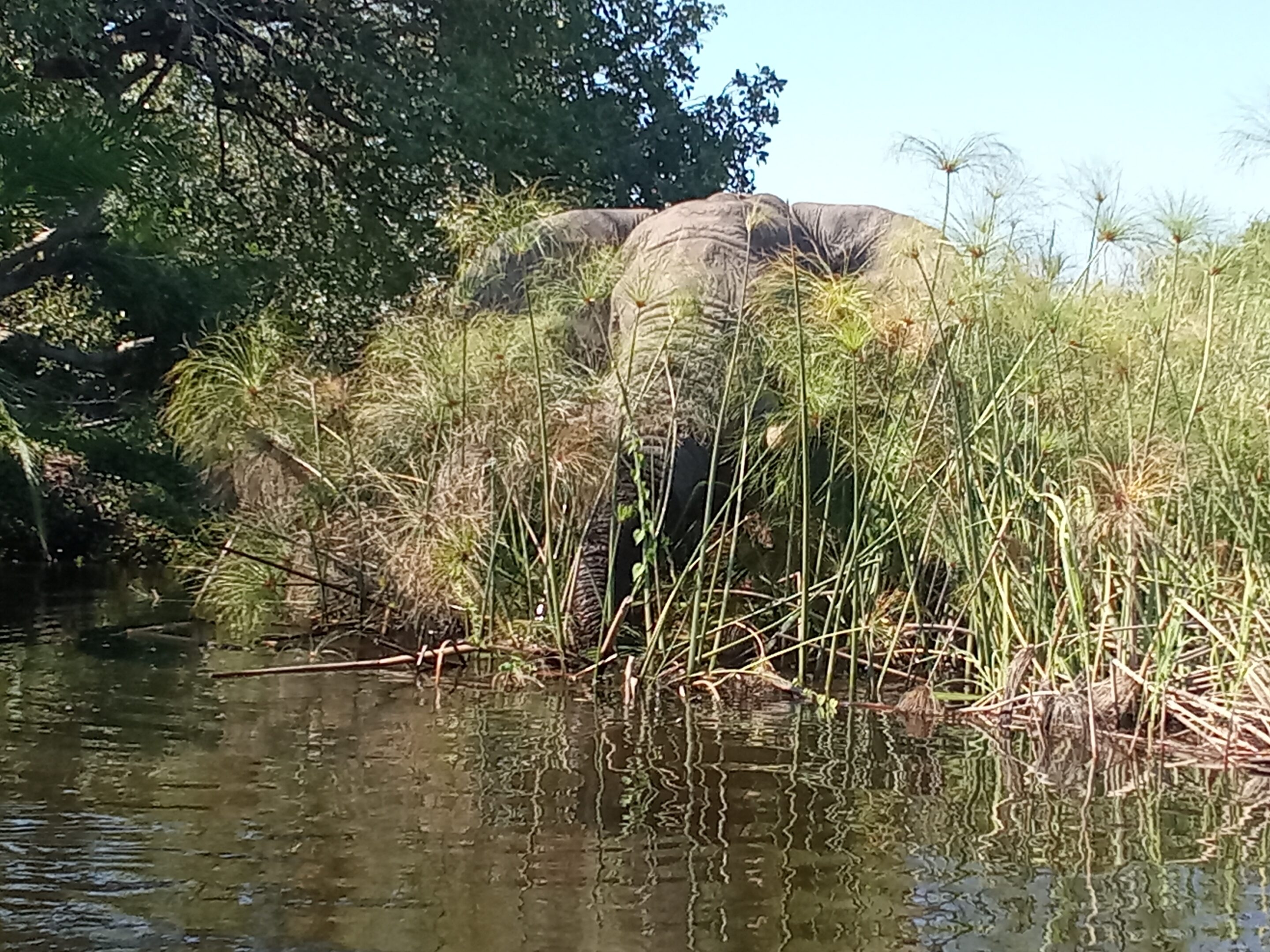 Elefant im Okavango-Delta