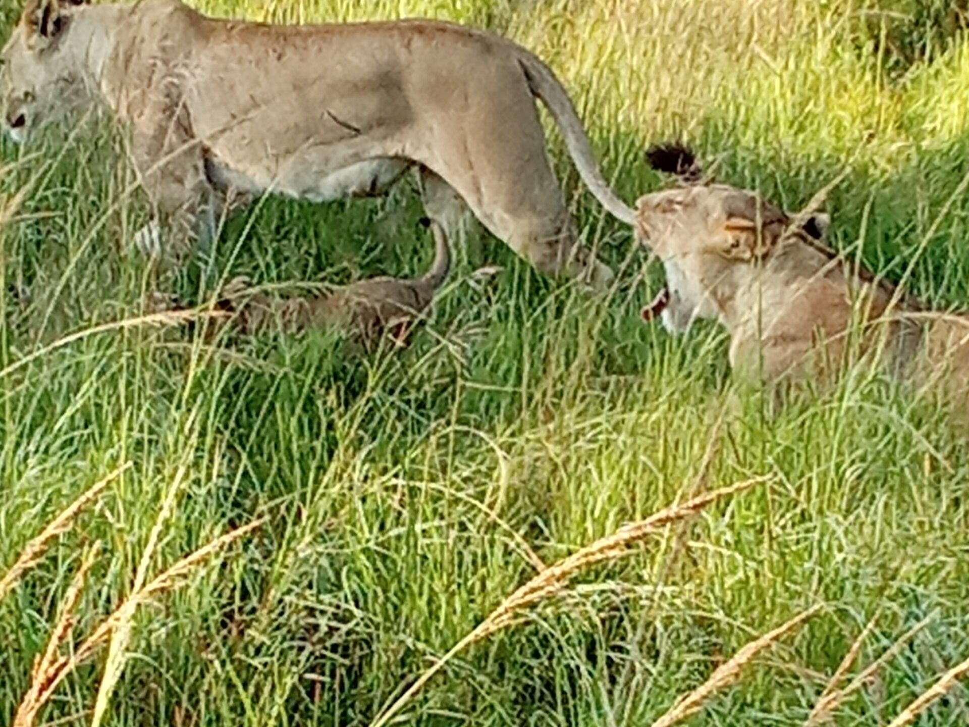 Löwenfamilie