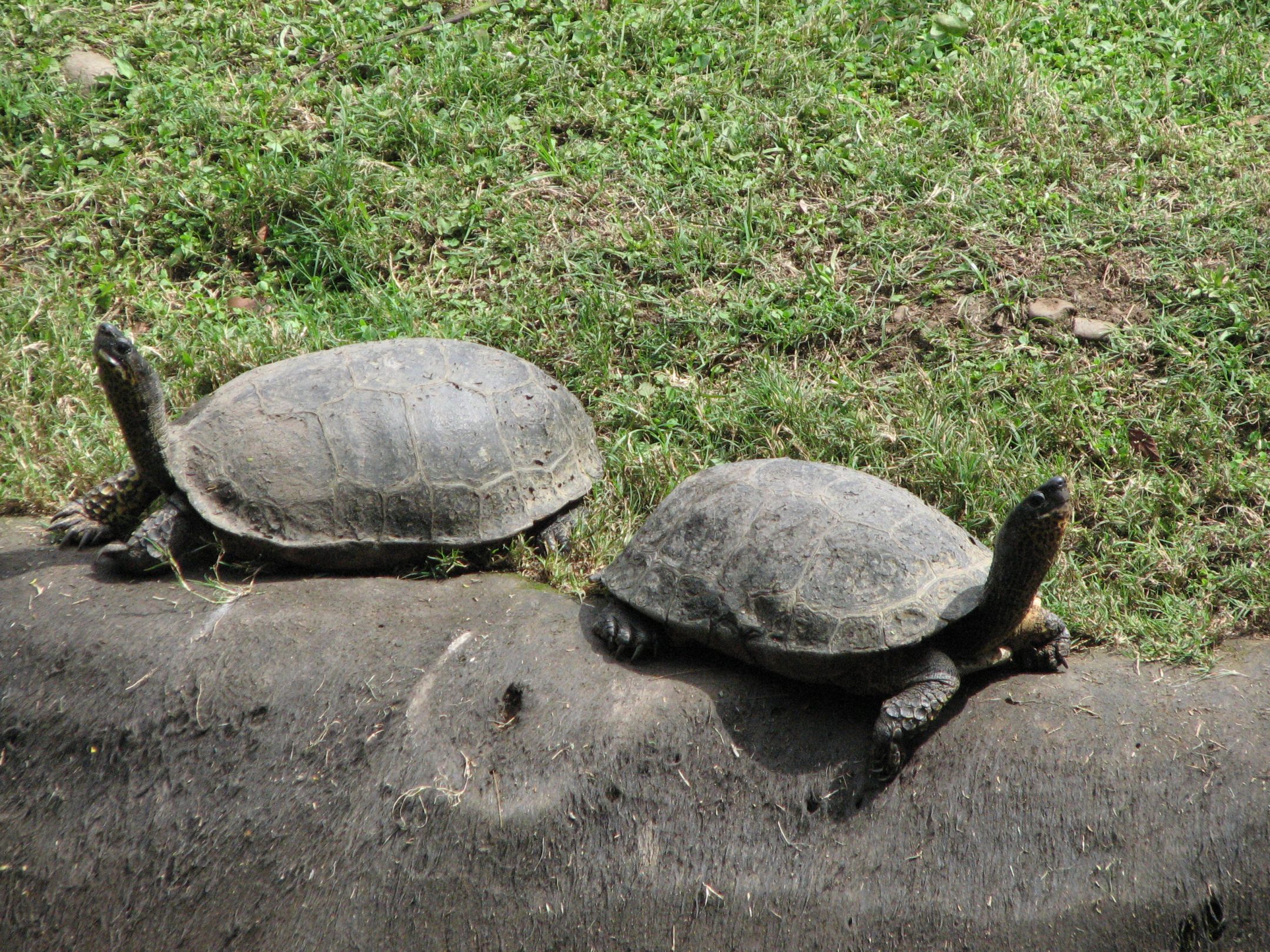 Schildkröten