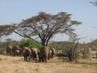 Elefanten unter Akazien