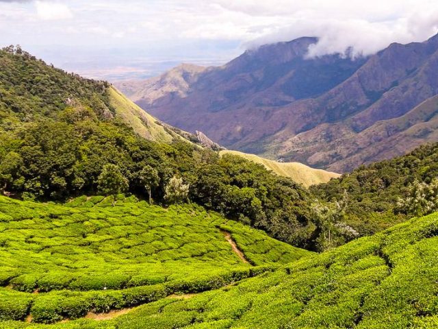 Teeplantagen bei Munnar