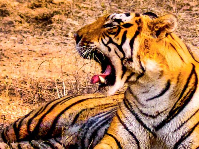 Tiger im Ranthambore-Nationalpark