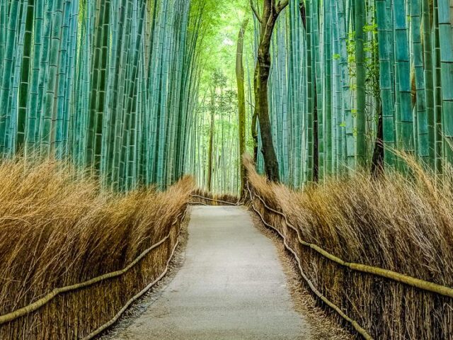 Arashiyama Bambus-Wald