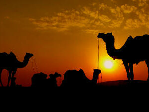 Kamelsafari in der Wüste