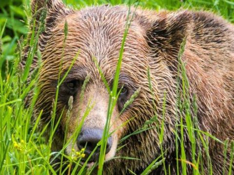 Grizzlybär