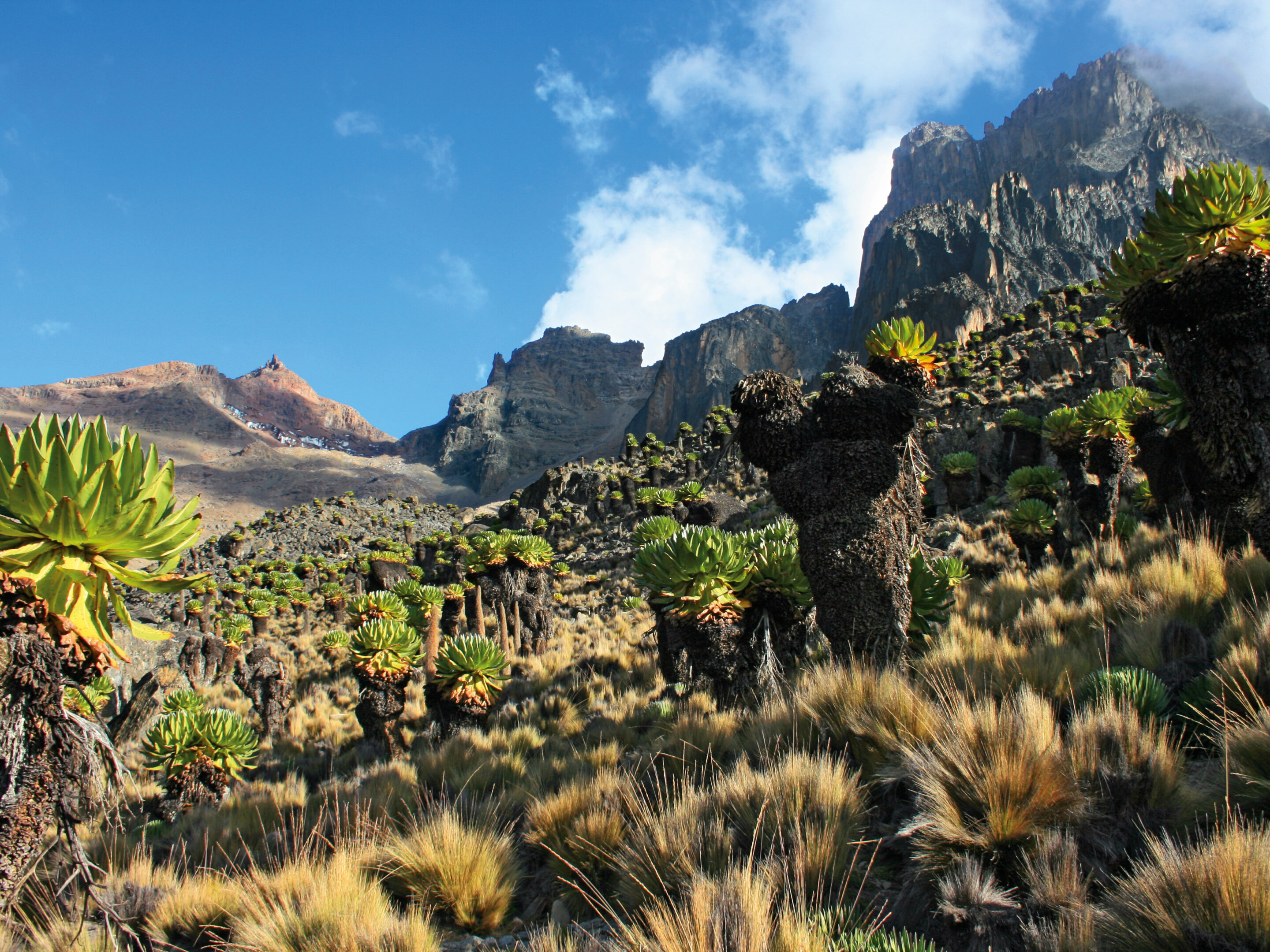 Senezien am Mt. Kenya