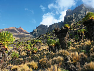 Senezien am Mt. Kenya