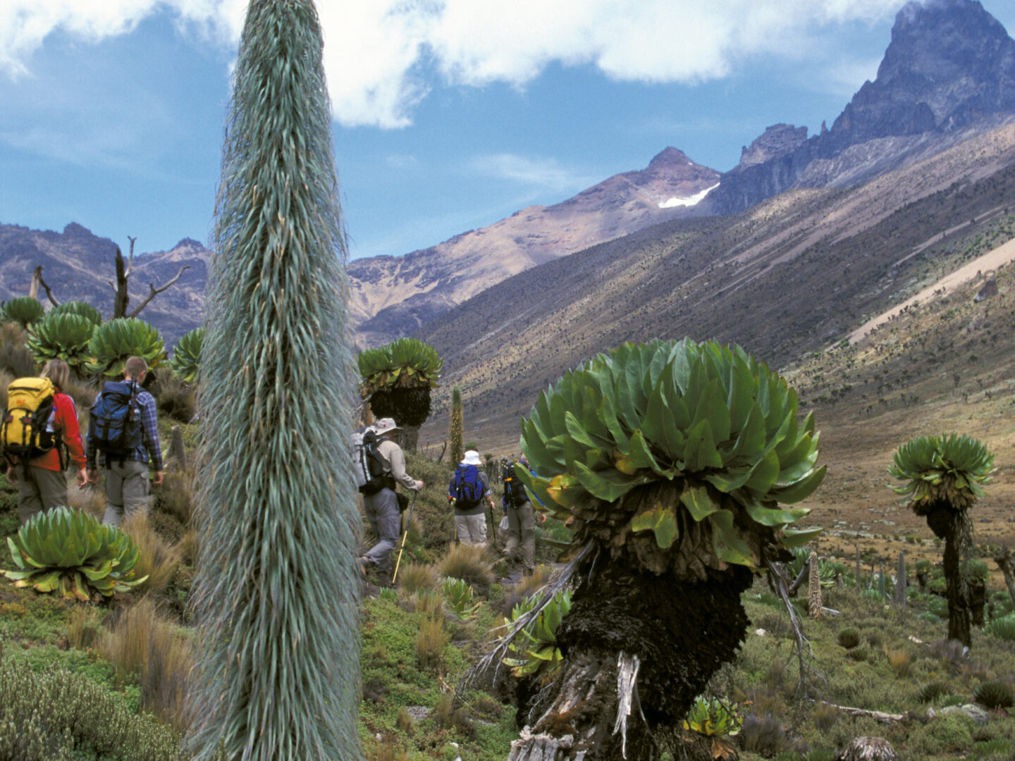 Mt. Kenya - Trekking