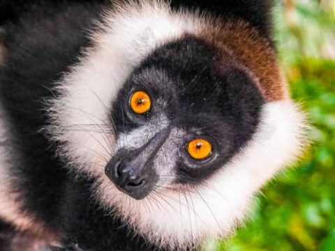 Madagaskar: Lemur