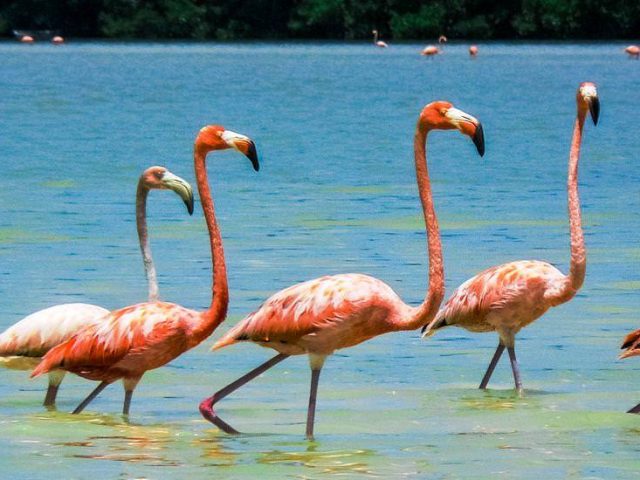 Rosarote Flamingos