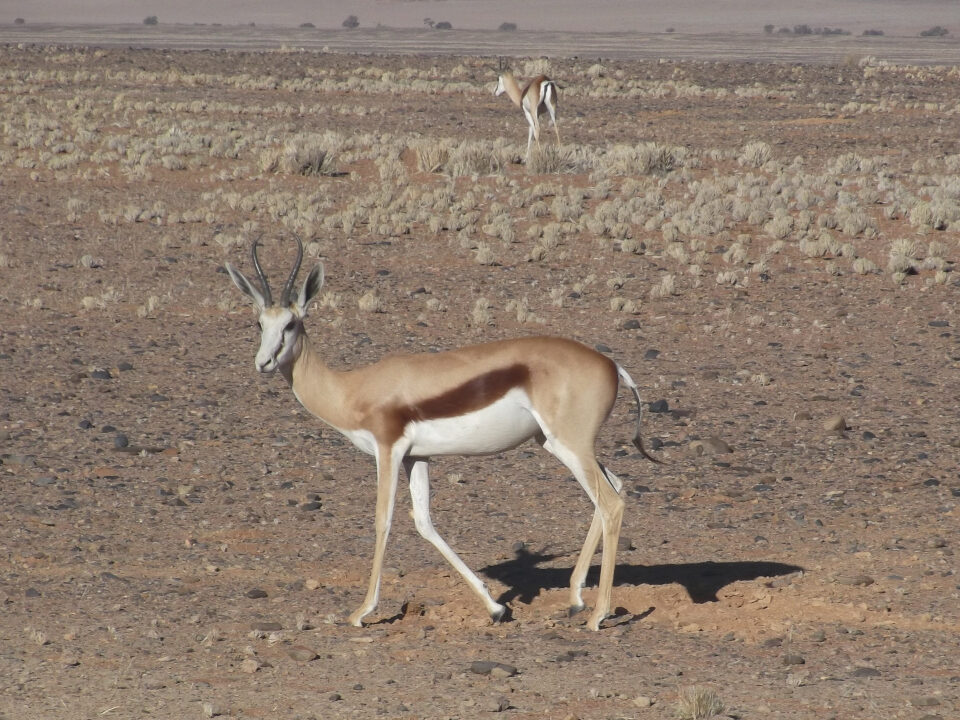Onyx-Antilope