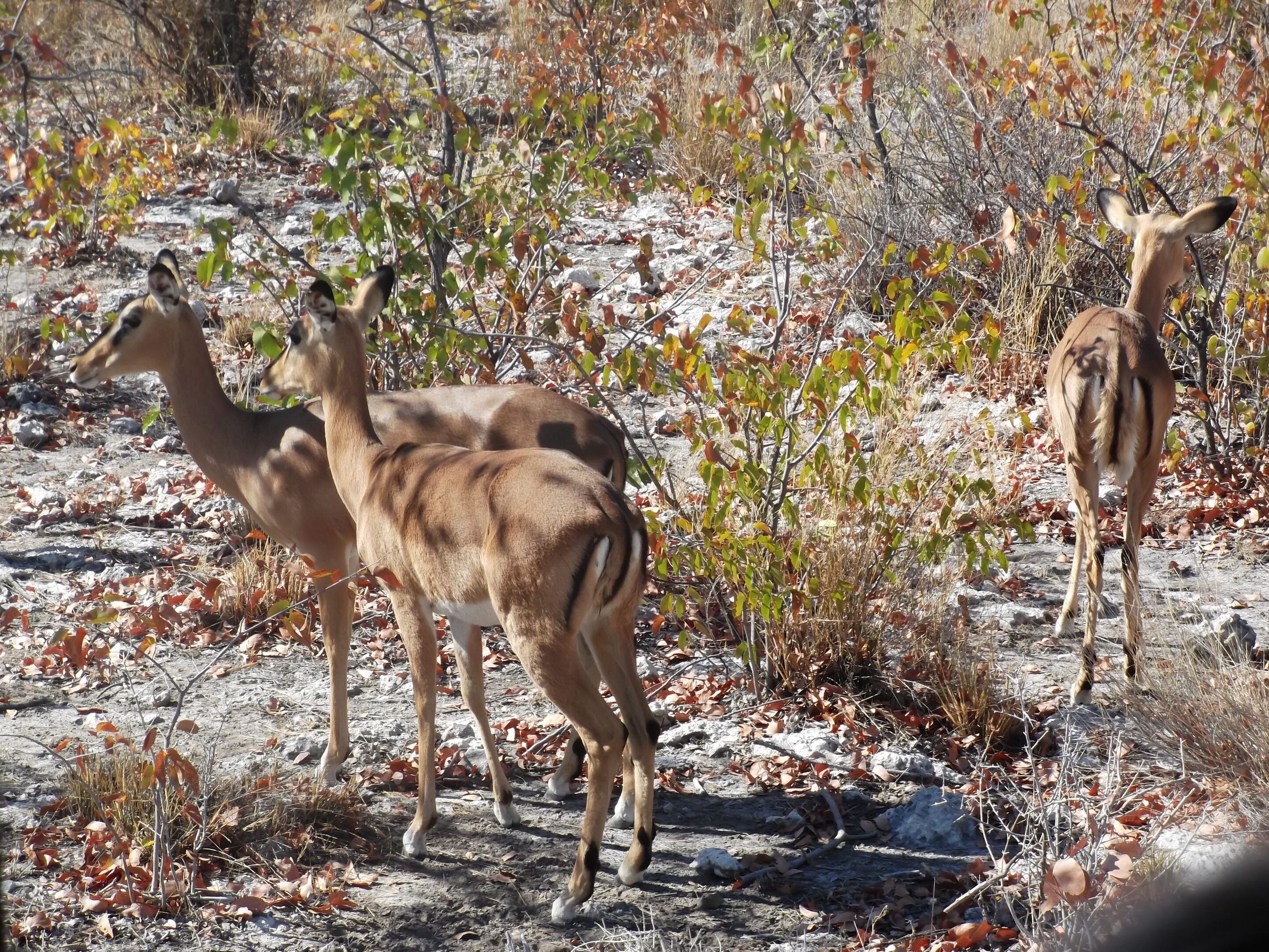 Dik-Diks