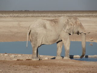 Elefant an der Tränke