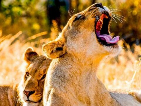 Löwinnen im Etosha National Park