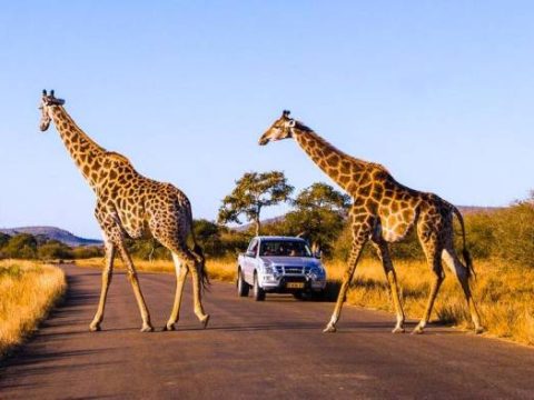 Giraffen überqueren die Straße