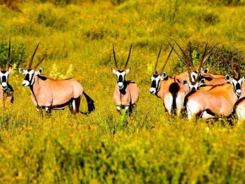 Oryx Antilopen